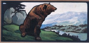 Braunbär von John Edwin Noble