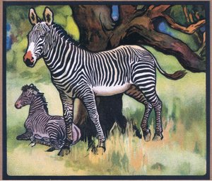 Zebras