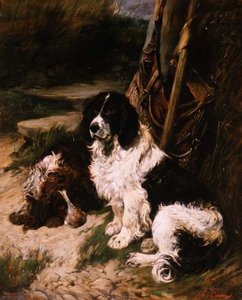 Brauner und weißer und schwarzer und weißer Spaniel