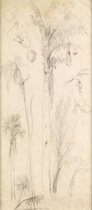 Palmen