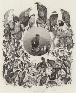 Die Landvögel der Britischen Inseln von John Everett Millais