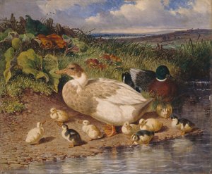 Enten an einem Bach