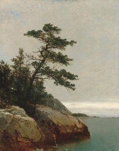 Die alte Kiefer, Darien, Connecticut