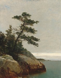 Die alte Kiefer, Darien, Connecticut