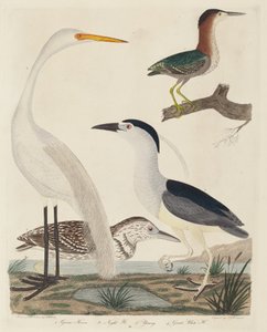 Grüner Reiher, Nachtreiher, junger Reiher und großer Weißreiher, veröffentlicht 1808-1814
