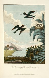 Kolibri mit seinem Nest von John Gabriel Stedman