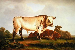 Stier