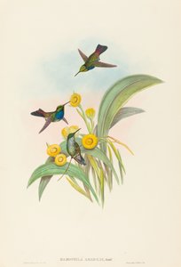 Damophila amabilis Blaukehlkolibri