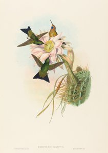 Glühender Puff-Leg von John Gould and Henry Constantine Richter John Gould and Henry Constantine Richter