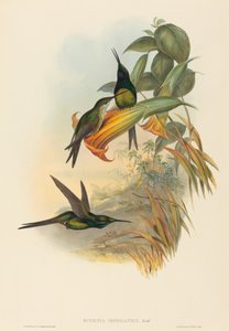 Eugenia imperatrix Kaiserkolibri