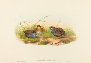 Excalftoria minima Blaubrustwachtel. Schöpfer: John Gould, Henry Constantine Richter