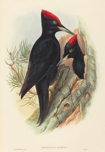 Schwarzspecht Dryocopus martius von John Gould and Henry Constantine Richter John Gould and Henry Constantine Richter