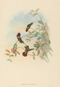 Lophornis chalybeus Festive Coquette von John Gould and Henry Constantine Richter John Gould and Henry Constantine Richter