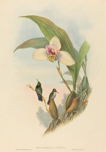 Myiabeillia typica, Abeilles Kolibri. Schöpfer: John Gould, Henry Constantine Richter