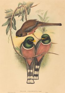 Trogan personatus von John Gould and Henry Constantine Richter John Gould and Henry Constantine Richter