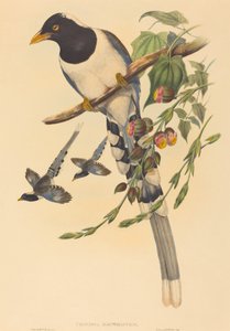 Urocissa magnirostris, wahrscheinlich 1850-1883. Schöpfer: John Gould, Henry Constantine Richter