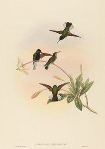 Callipharus nigriventris Schwarzbauchkolibri von John Gould, William Matthew Hart