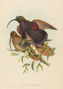 Drepanornis albertisi Schwarzschnabel-Sichelvogel. Schöpfer: John Gould, William Matthew Hart