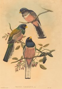 Trogan variegatus, wahrscheinlich 1836-1838