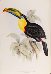 Eine Monographie der Ramphastidae oder Familie der Tukane, Erstausgabe, veröffentlicht 1834 von John Gould