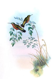 Adelomyia castaneiventris = Lampornis castaneoventris