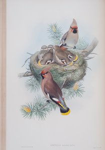 Ampelis Garrulus, Tafel aus Die Vögel von Großbritannien von John Gould, veröffentlicht 1862-73