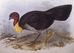 Australischer Buschtruthahn (Alectura lathami), Gravur von John Gould