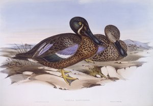 Australische Löffelente (Anas rhynchotis), Gravur von John Gould