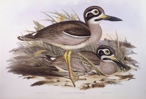 Strandregenpfeifer (Esacus magnirostris), Gravur von John Gould