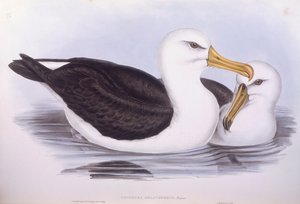 Schwarzbrauenalbatros (Diomedea o Thalassarche melanophrys), Gravur