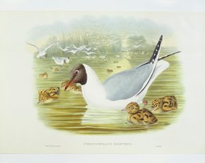 Schwarzkopfmöwe (Larus ridibundus), Gravur von John Gould, William Hart, H C Richter von John Gould