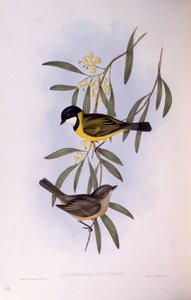 Schwarzschwanz-Pfeifer (Pachycephala melanura), Gravur von John Gould