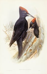 Schwarzspecht, Gravur von John Gould von John Gould