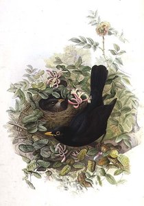 Amsel