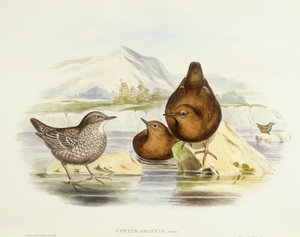 Braunwasseramsel (Cinclus pallasii), Gravur von John Gould von John Gould