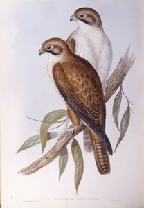 Braunfalke (Falco berigora occidentalis), Gravur von John Gould von John Gould