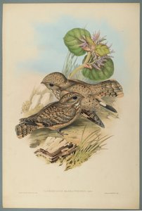 Indischer Ziegenmelker von John Gould