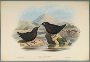 Wasseramsel