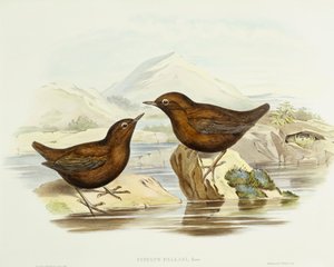 Halsband-Sperber (Accipiter cirrocephalus), Gravur von John Gould