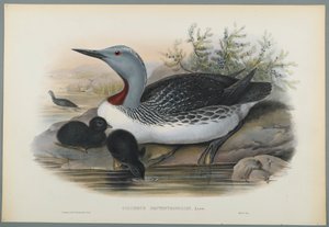 Sterntaucher von John Gould