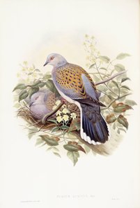 Turteltaube (Streptopelia turtur), Gravur von John Gould von John Gould