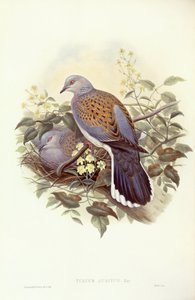 Turteltaube (Streptopelia turtur), Gravur von John Gould von John Gould