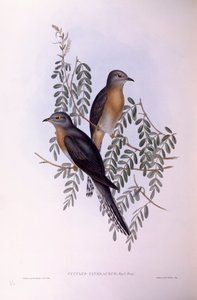 Fächerschwanzkuckuck (Cacomantis flabelliformis), Gravur von John Gould