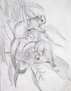 Gleitbeutler von John Gould
