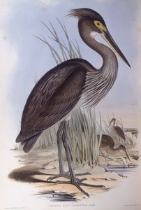 Großschnabelreiher (Ardea sumatrana), Gravur von John Gould von John Gould