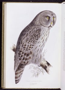 Große Graueule, aus "The Birds of Great Britain" (1862-73)
