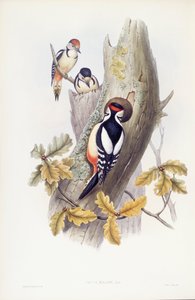 Großer Buntspecht (Dendrocopos major), Gravur von John Gould von John Gould