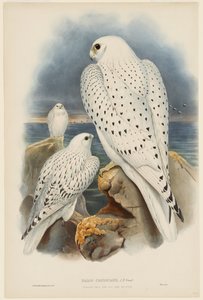 Grönlandfalke von John Gould