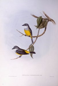 Graubrust-Rotschwanz (Eopsaltria griseogularis), Gravur von John Gould
