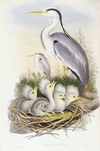Graureiher, Gravur von John Gould von John Gould